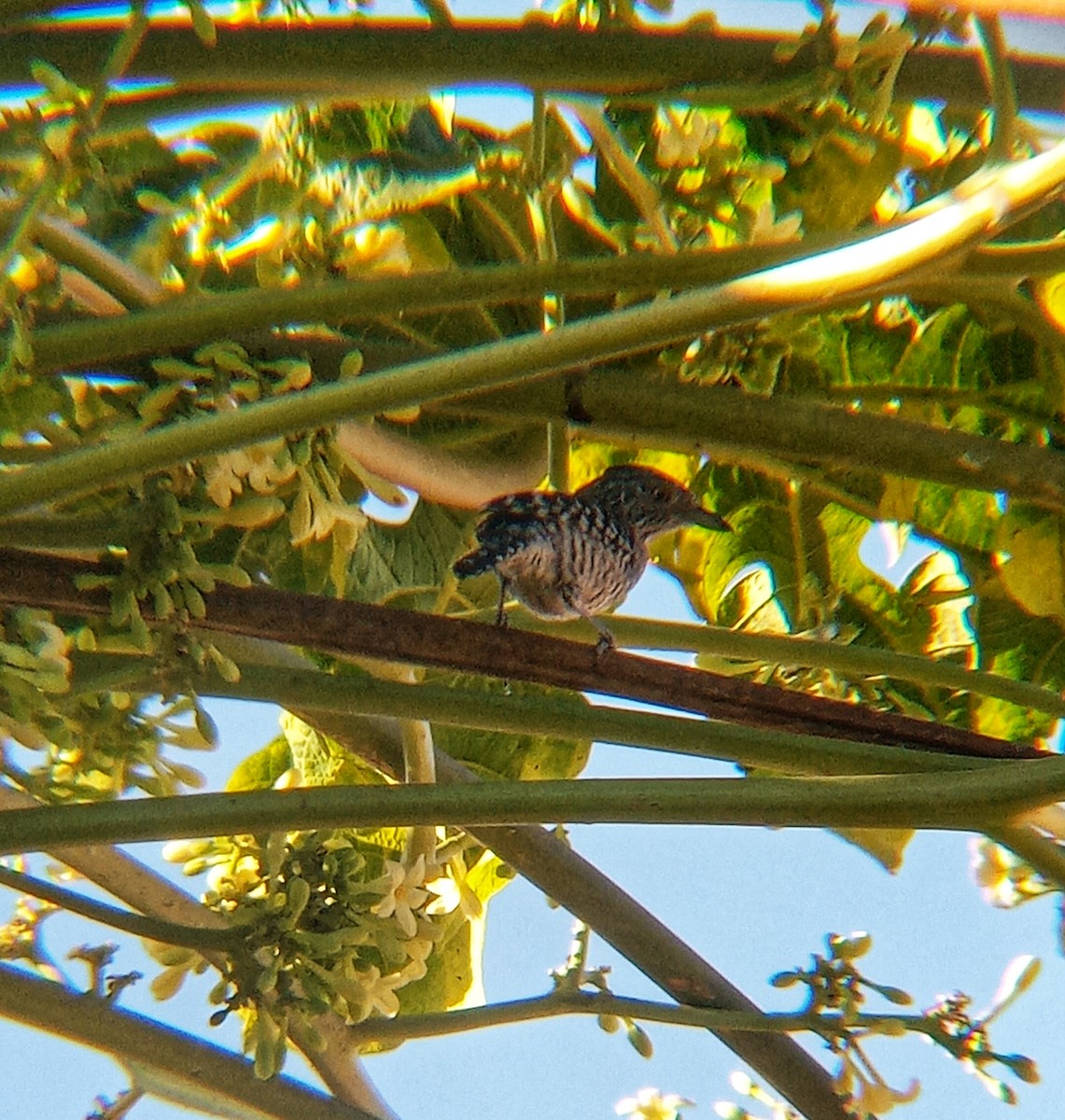 Barred Antshrike - ML620349260