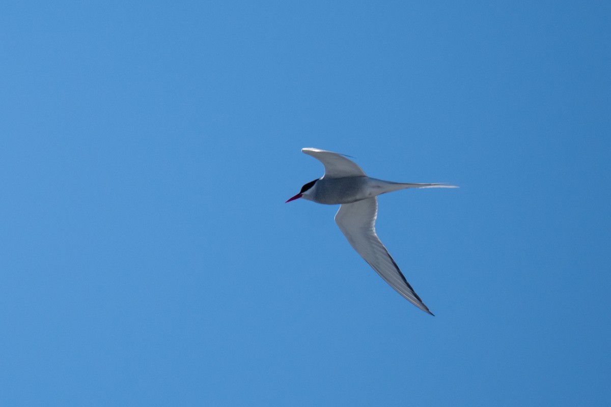 Arctic Tern - ML620349269