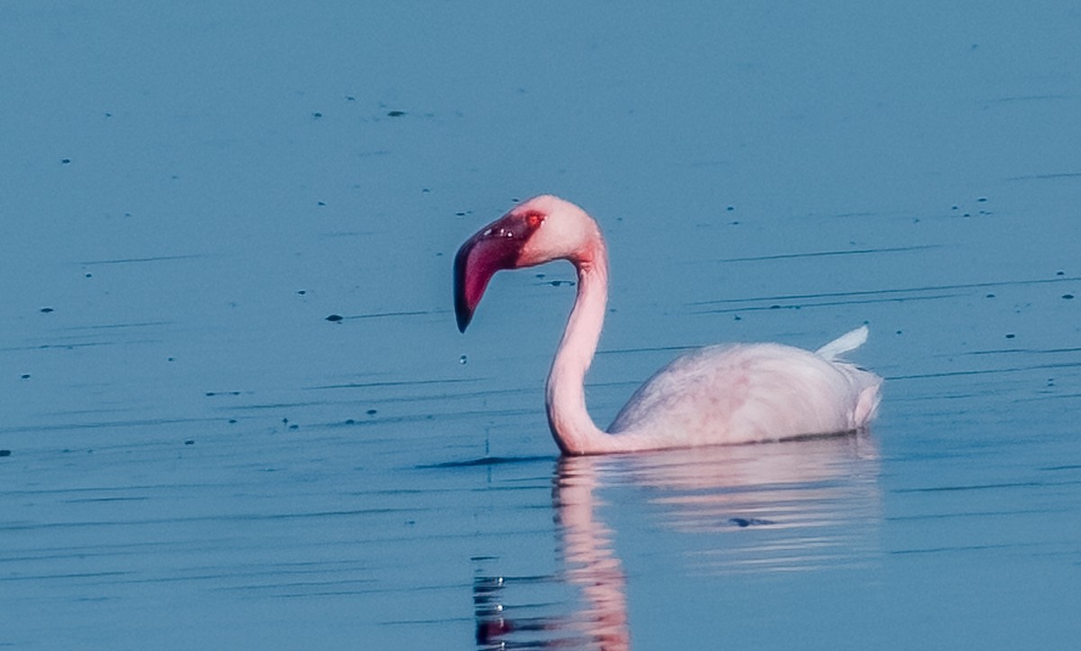 Lesser Flamingo - ML620349273