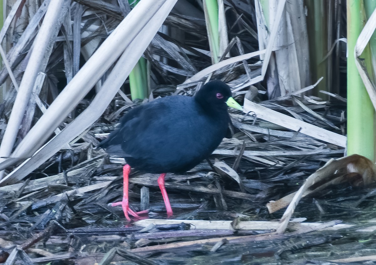 Polluela Negra Africana - ML620349281