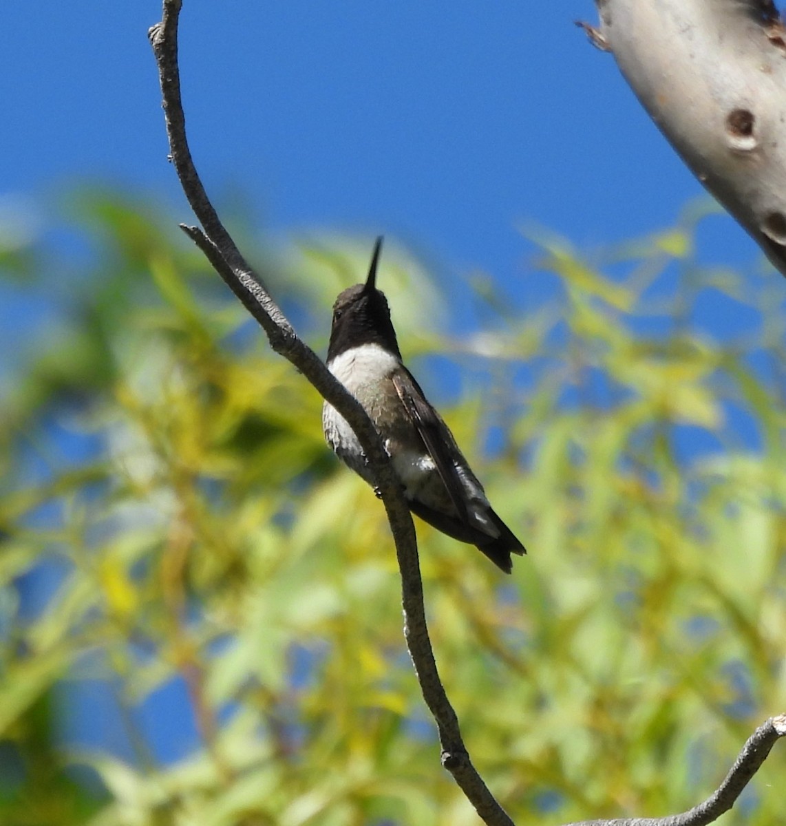 Black-chinned Hummingbird - ML620349286