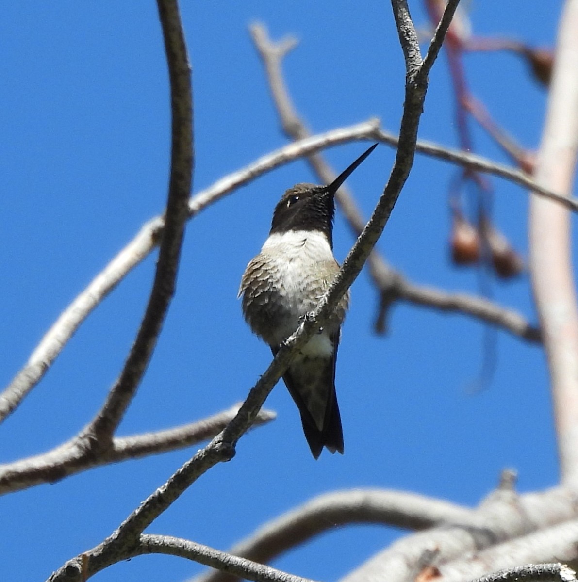 Black-chinned Hummingbird - Derek Heins