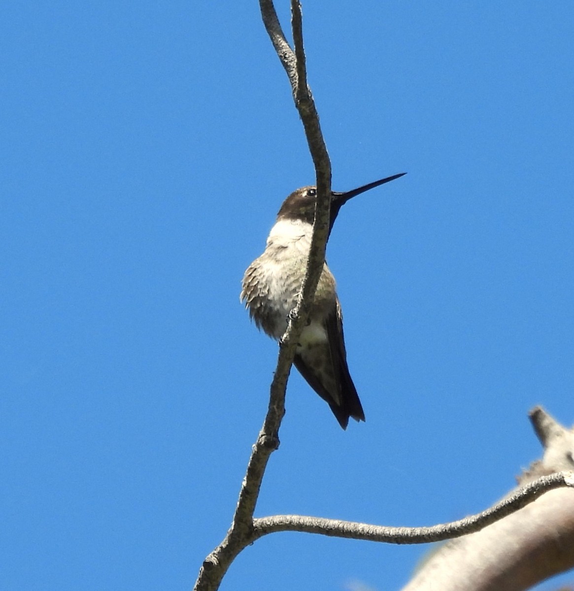 Black-chinned Hummingbird - ML620349288