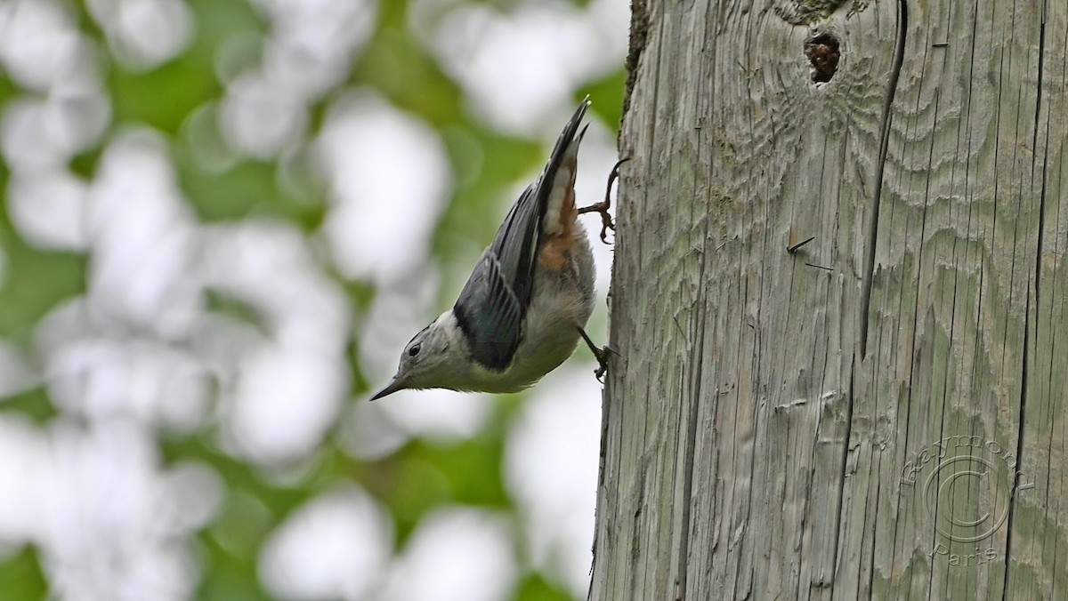 White-breasted Nuthatch - ML620349296