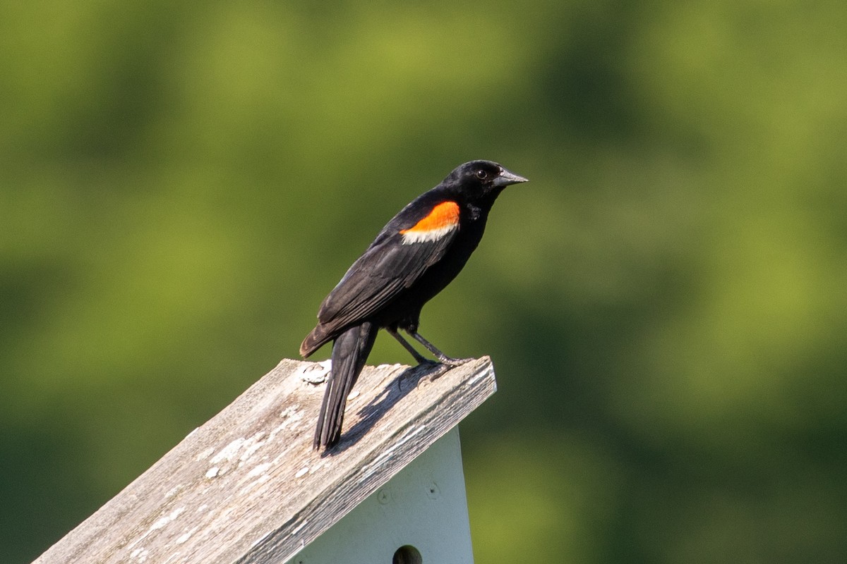 Red-winged Blackbird - ML620349301