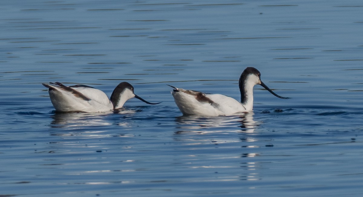 Avocette élégante - ML620349306