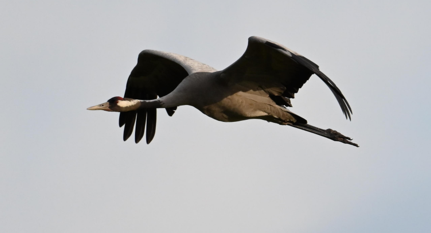 Common Crane - ML620349315