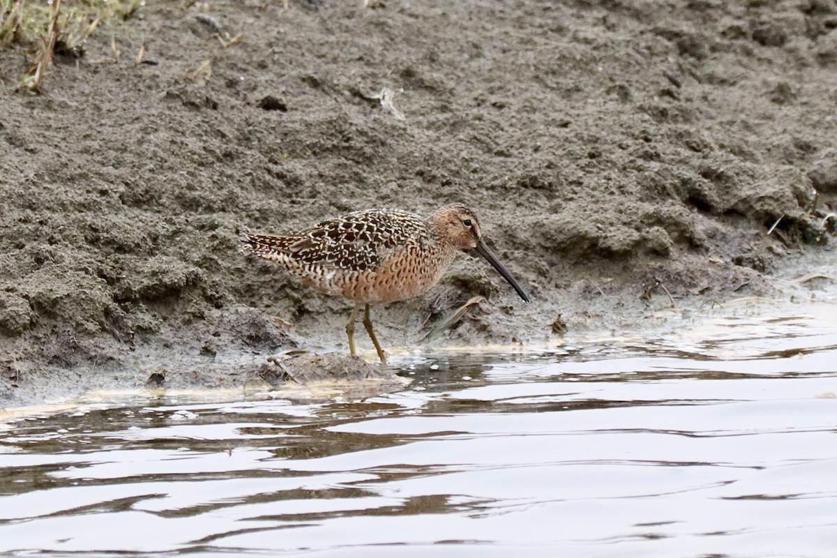 Long-billed Dowitcher - ML620349316