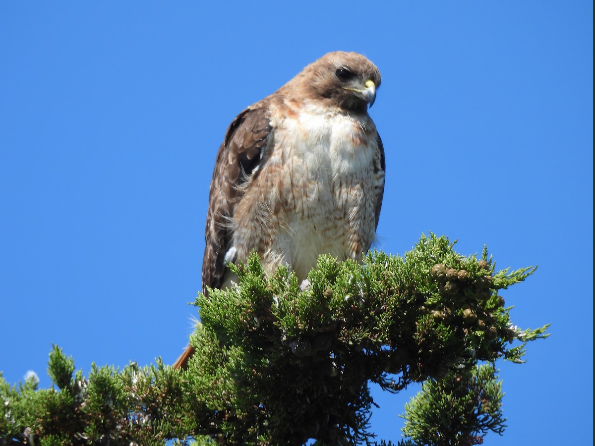 Red-tailed Hawk - ML620349320