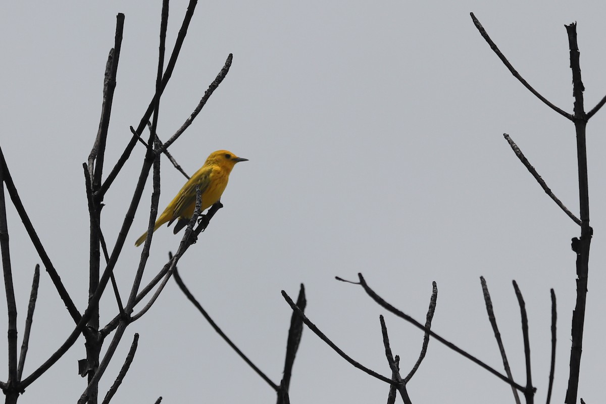 Paruline jaune - ML620349323