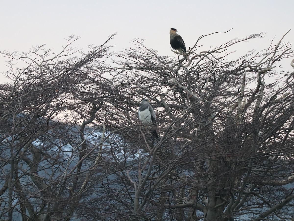 Black-chested Buzzard-Eagle - ML620349326