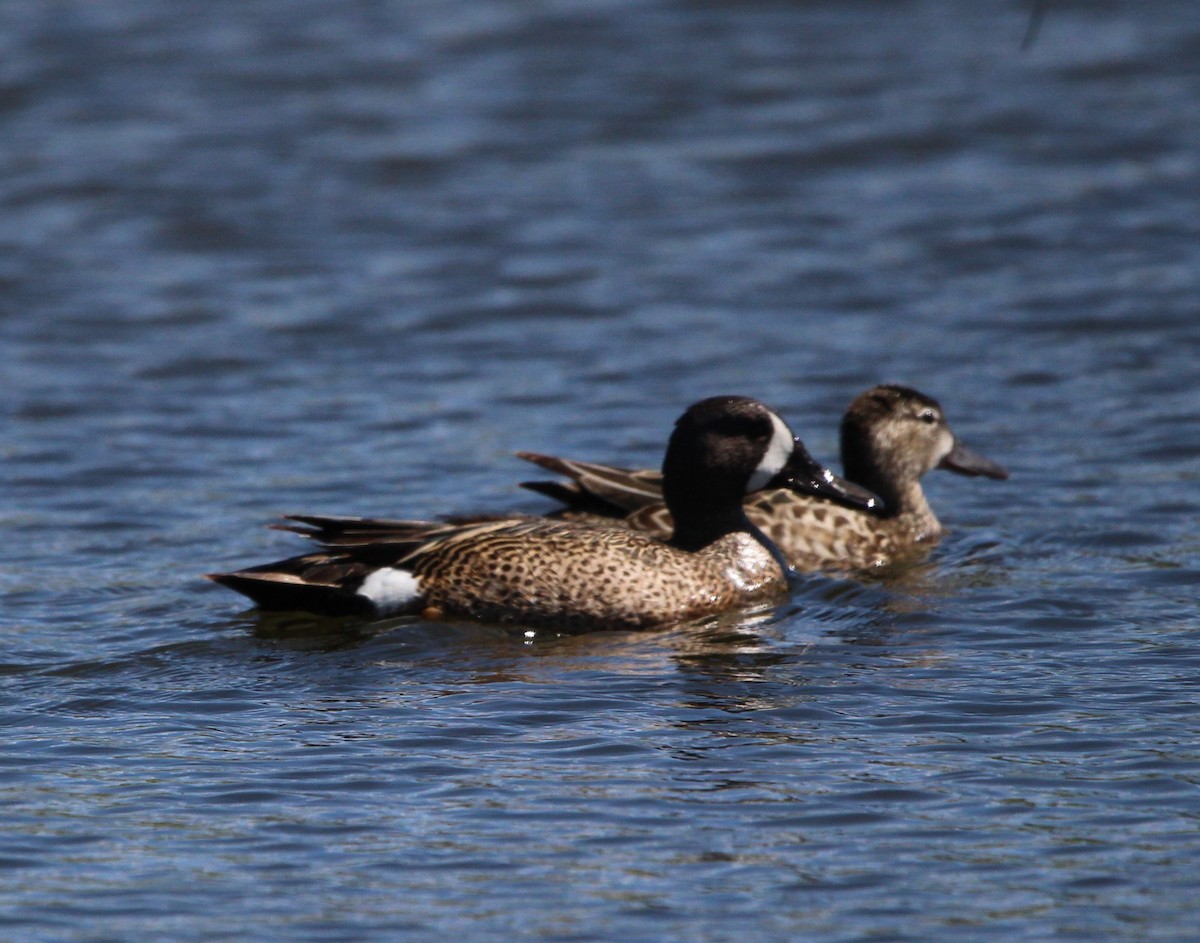 Blue-winged Teal - ML620349333
