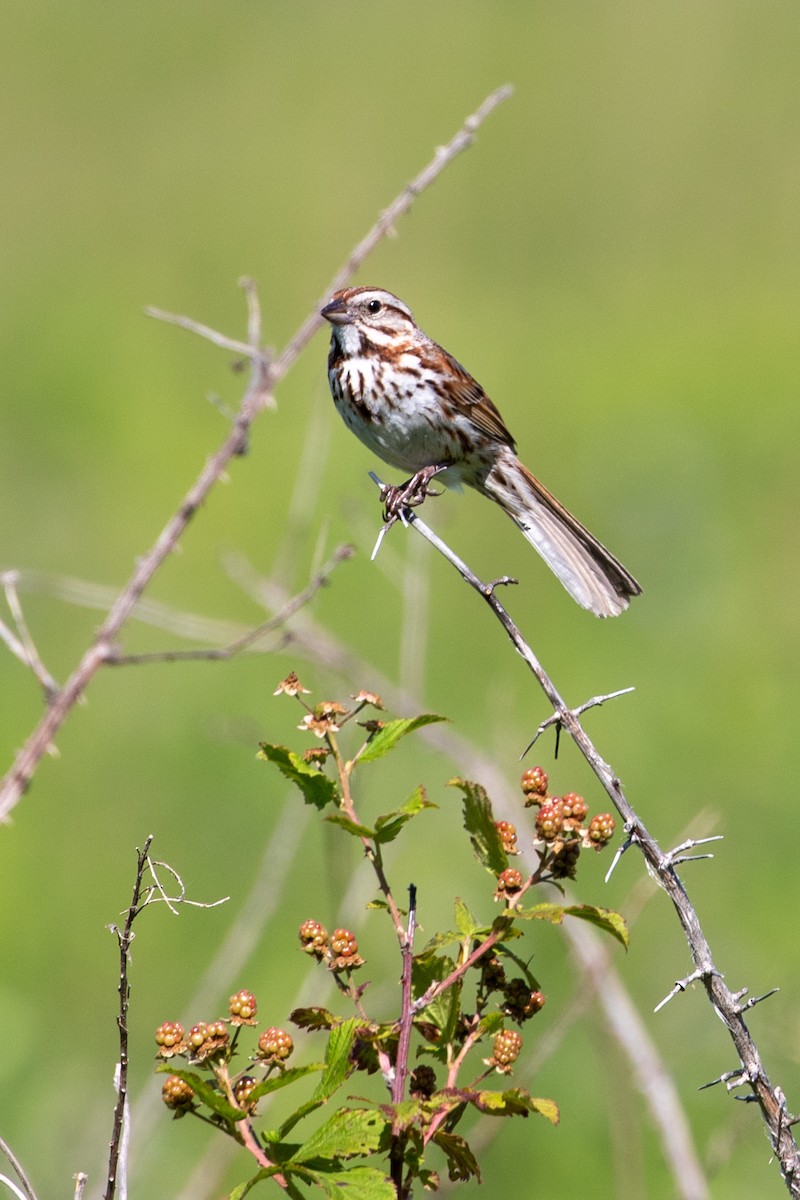 Song Sparrow - Camille James
