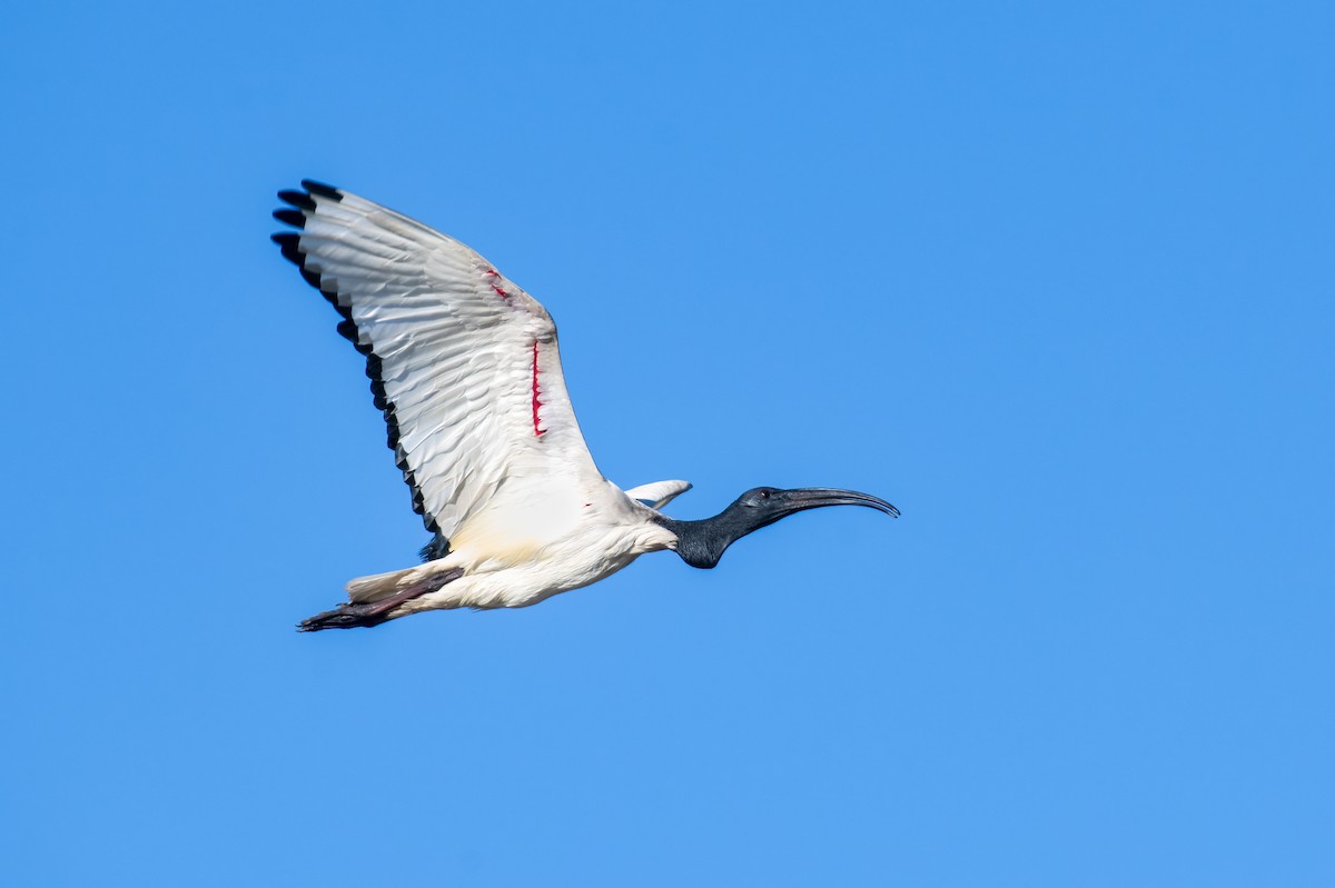 African Sacred Ibis - ML620349352