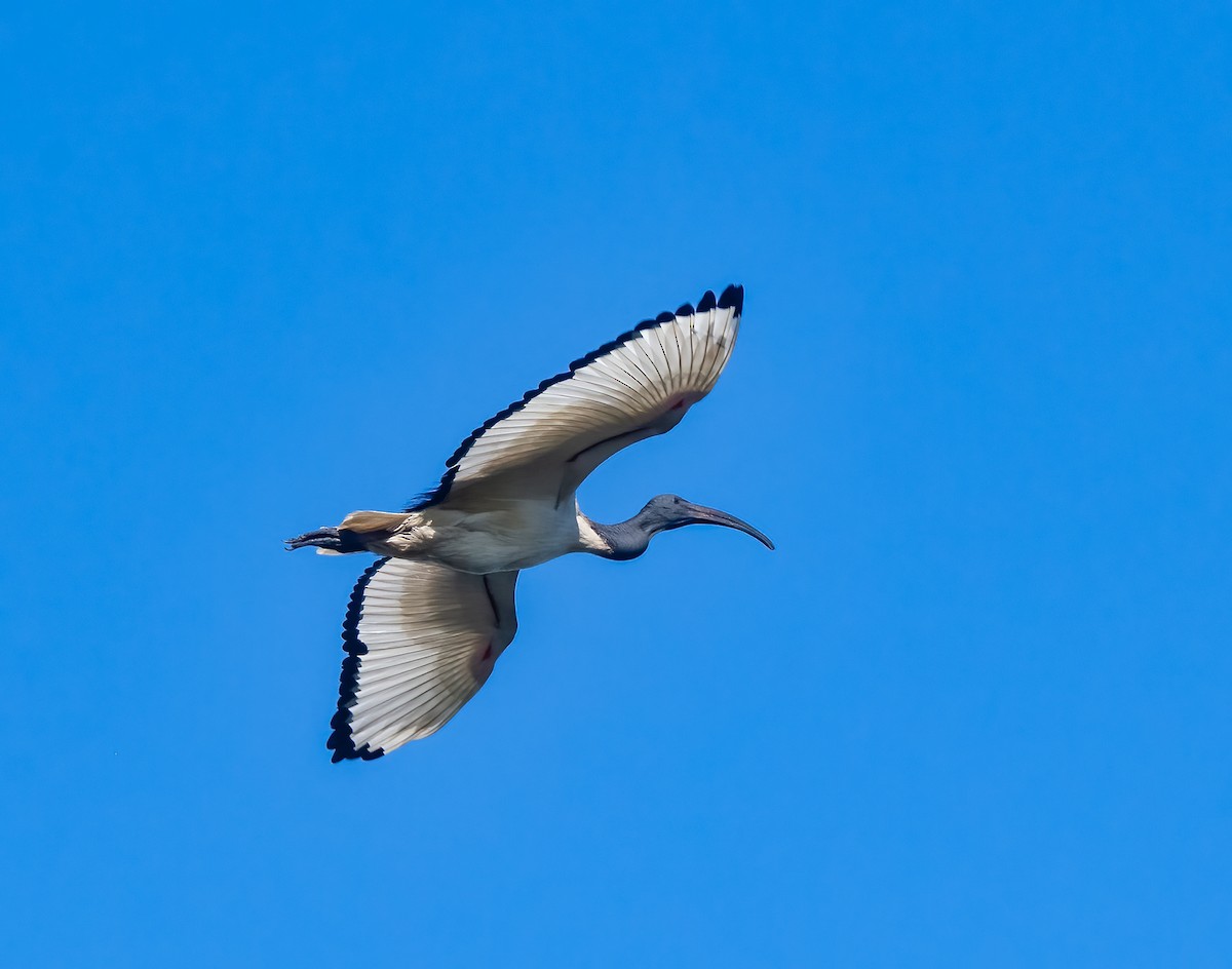 African Sacred Ibis - ML620349353