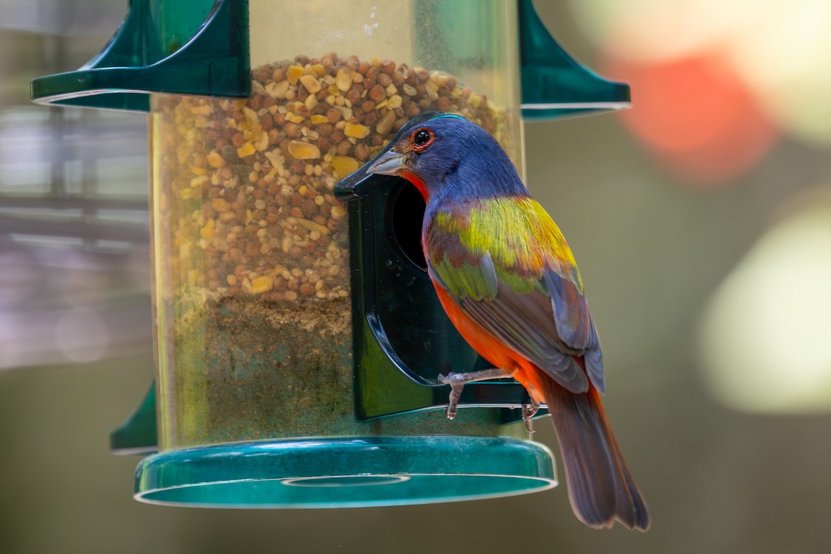Painted Bunting - ML620349354