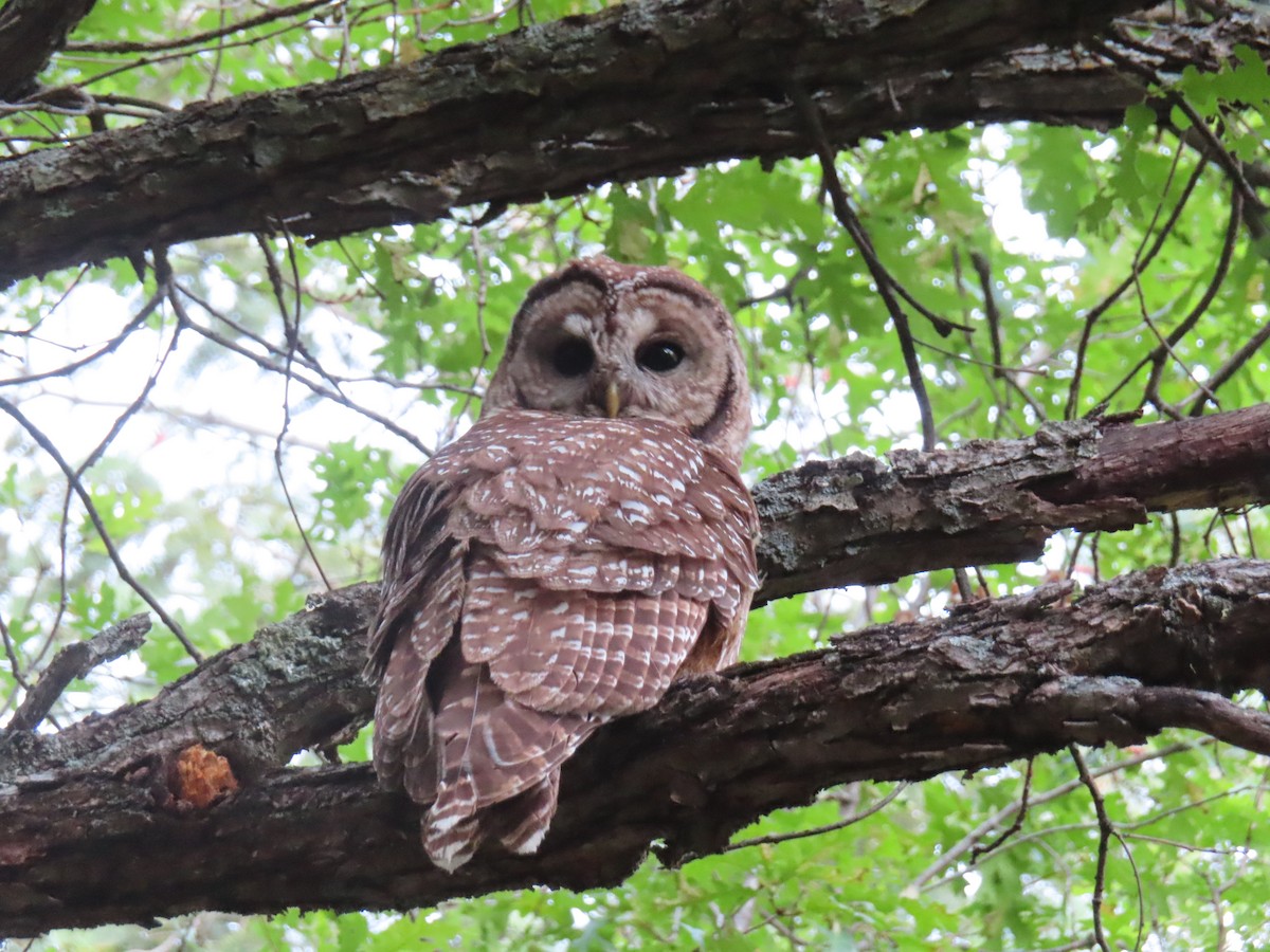 Spotted Owl - Steven Reneau