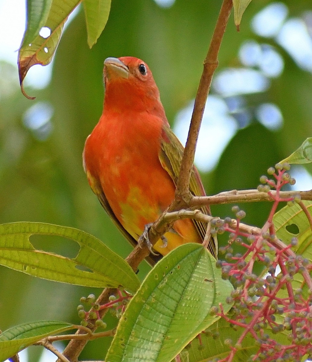 Scarlet Tanager - ML620349363