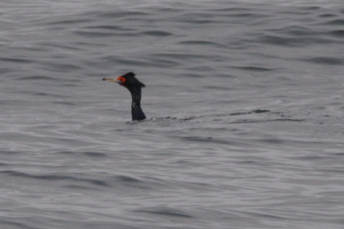 Red-faced Cormorant - Cathy Pasterczyk