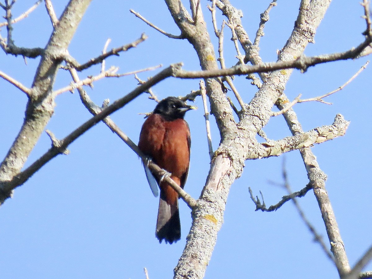Orchard Oriole - ML620349380