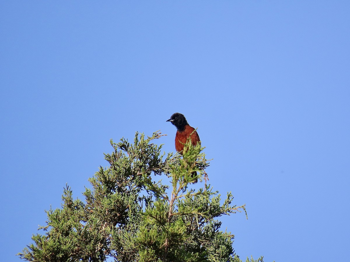 Orchard Oriole - ML620349381