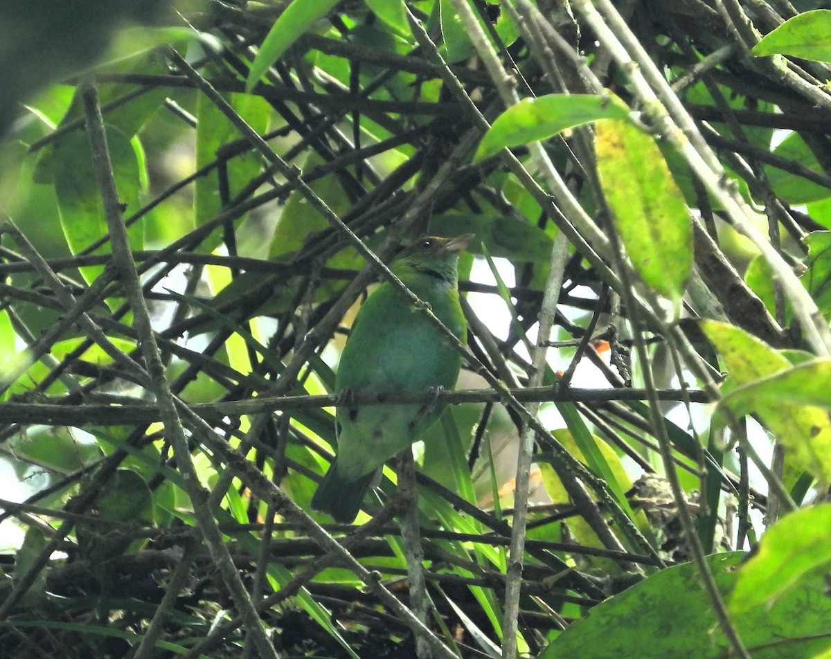 Bay-headed Tanager - ML620349382