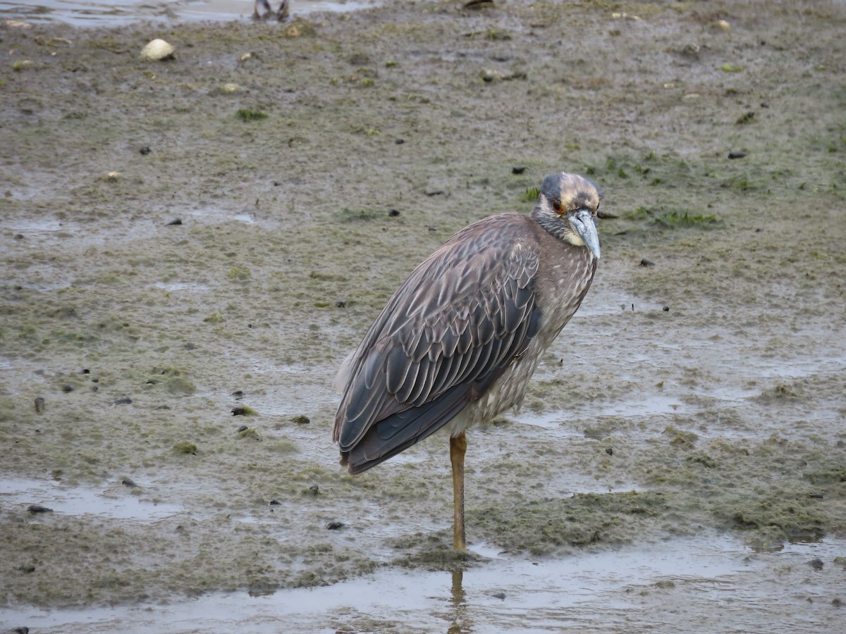 Yellow-crowned Night Heron - ML620349401