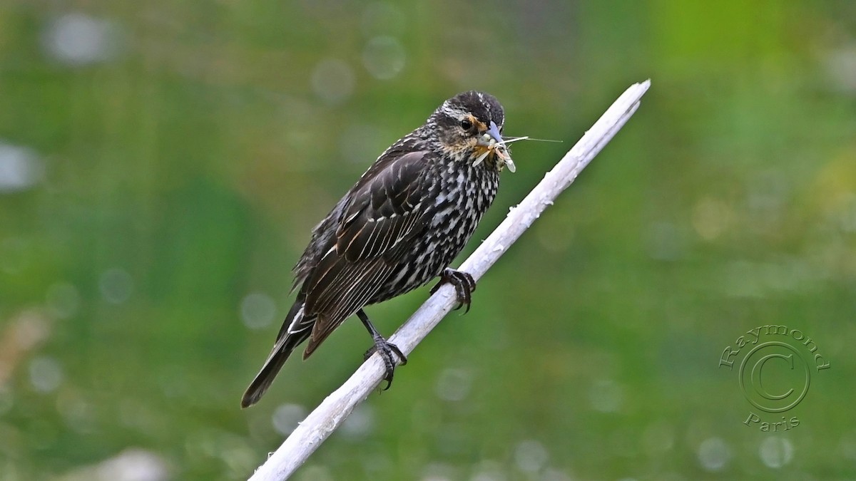 Red-winged Blackbird - ML620349405