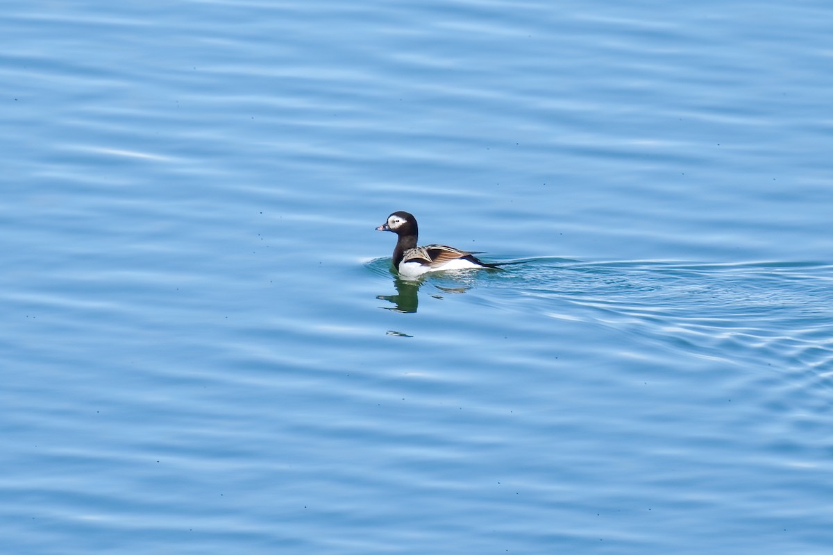 Long-tailed Duck - ML620349415