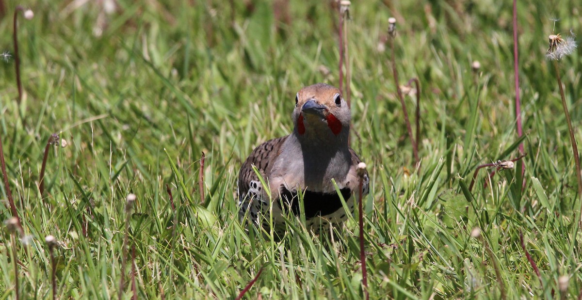 Northern Flicker - ML620349416