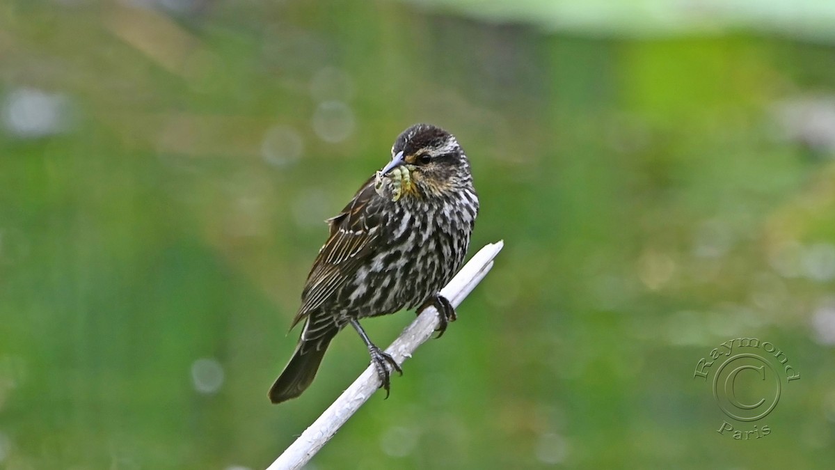 Red-winged Blackbird - ML620349417