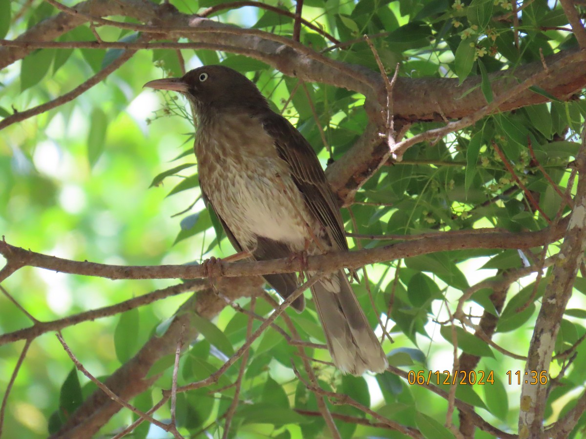 Pearly-eyed Thrasher - Katherine Wychulis