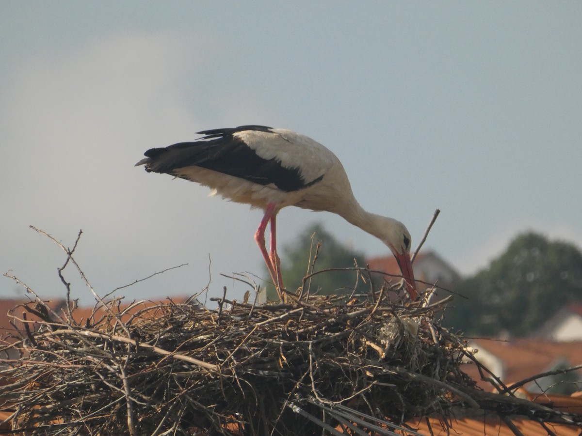 White Stork - ML620349444