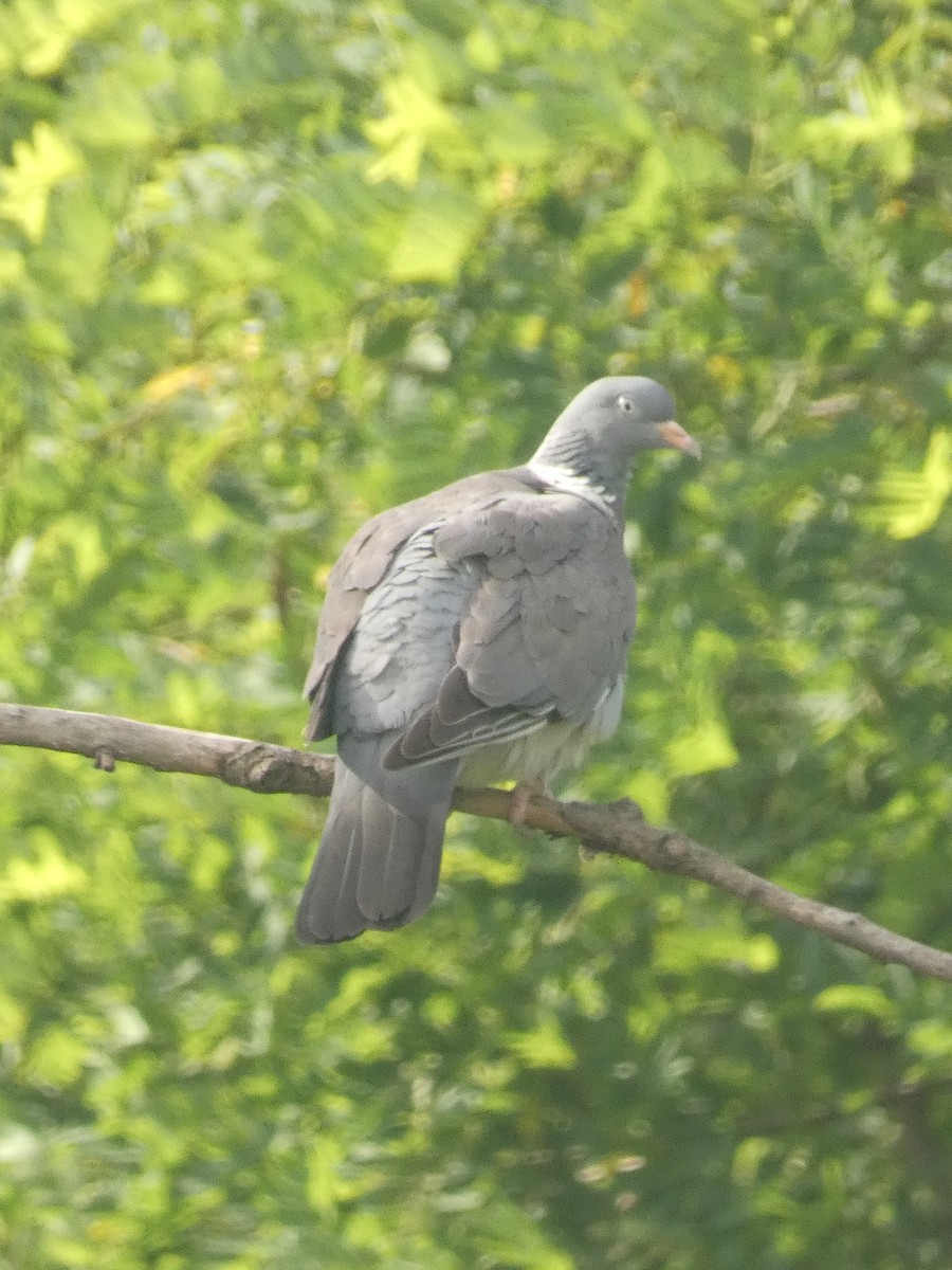 Common Wood-Pigeon - ML620349451