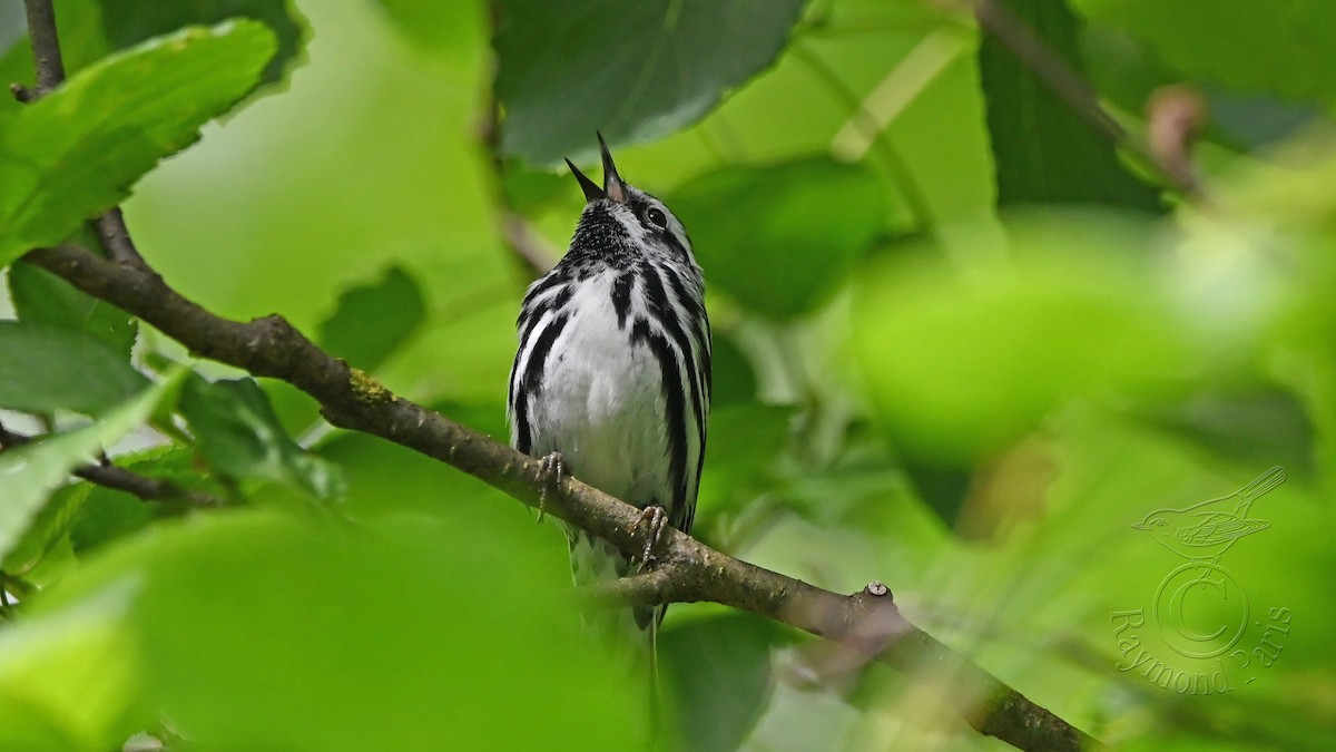 Black-and-white Warbler - ML620349459