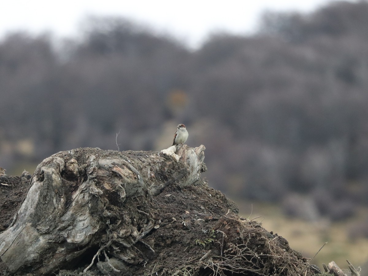 House Sparrow - Marco Costa