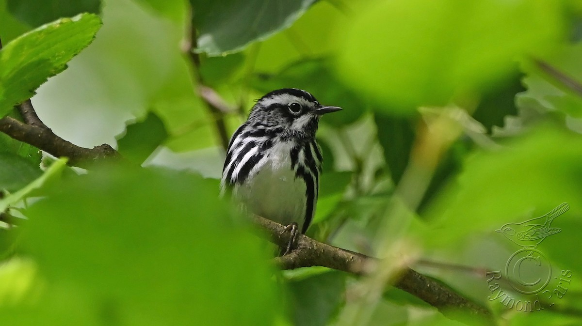 Black-and-white Warbler - ML620349467