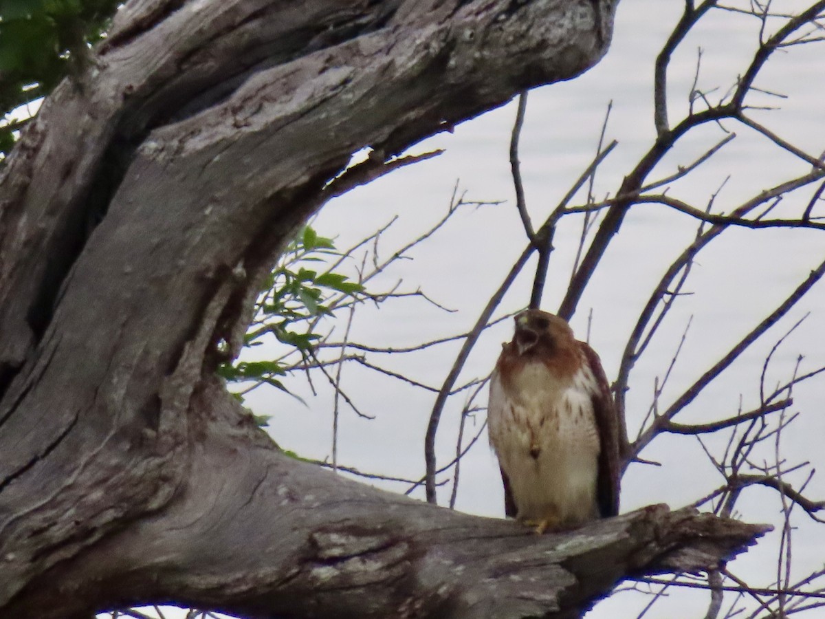 Red-tailed Hawk - ML620349471