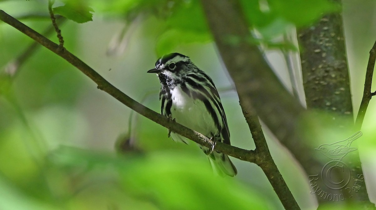 Black-and-white Warbler - ML620349474