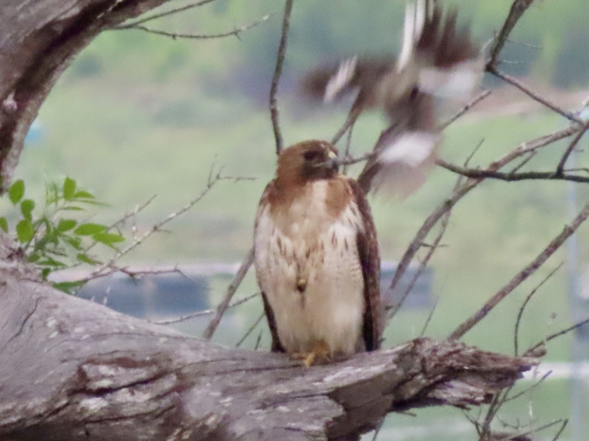 Red-tailed Hawk - ML620349475