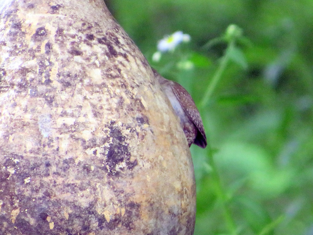 House Wren - ML620349477