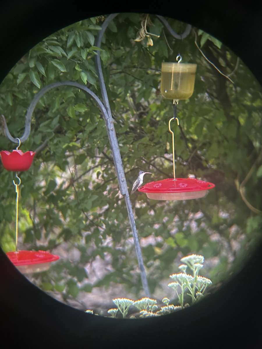kolibřík fialovokorunkatý - ML620349491