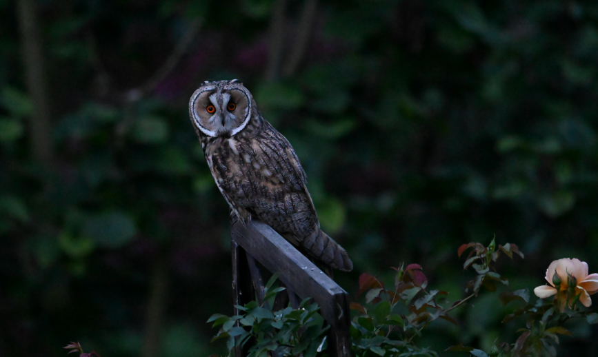 Long-eared Owl - ML620349493