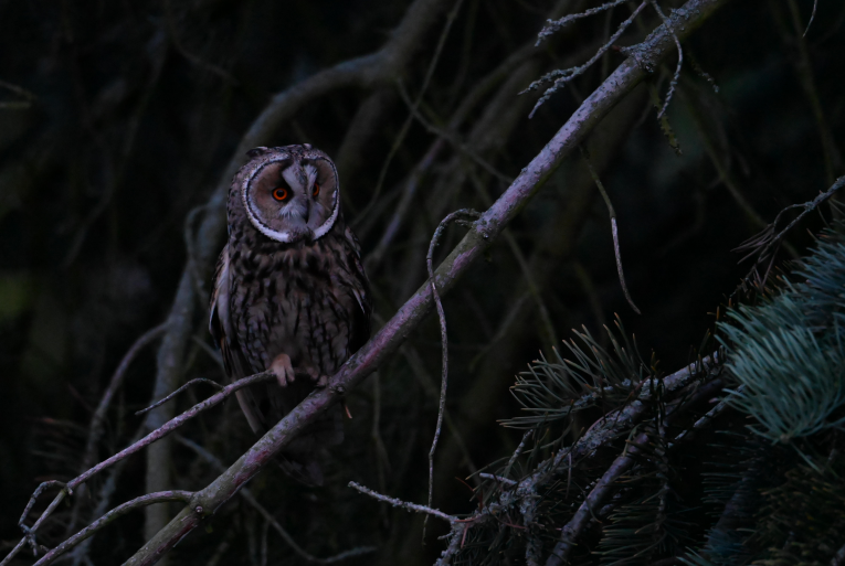 Long-eared Owl - ML620349500