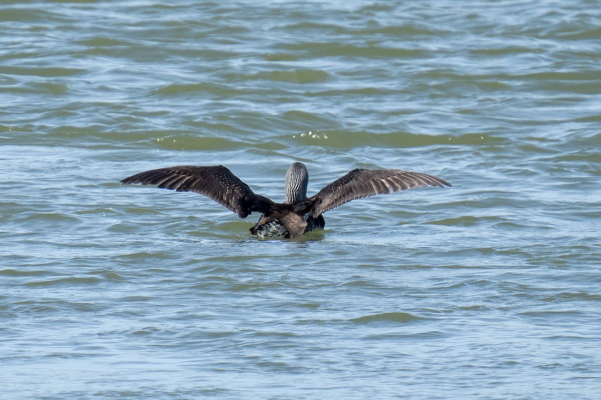 Red-throated Loon - ML620349513