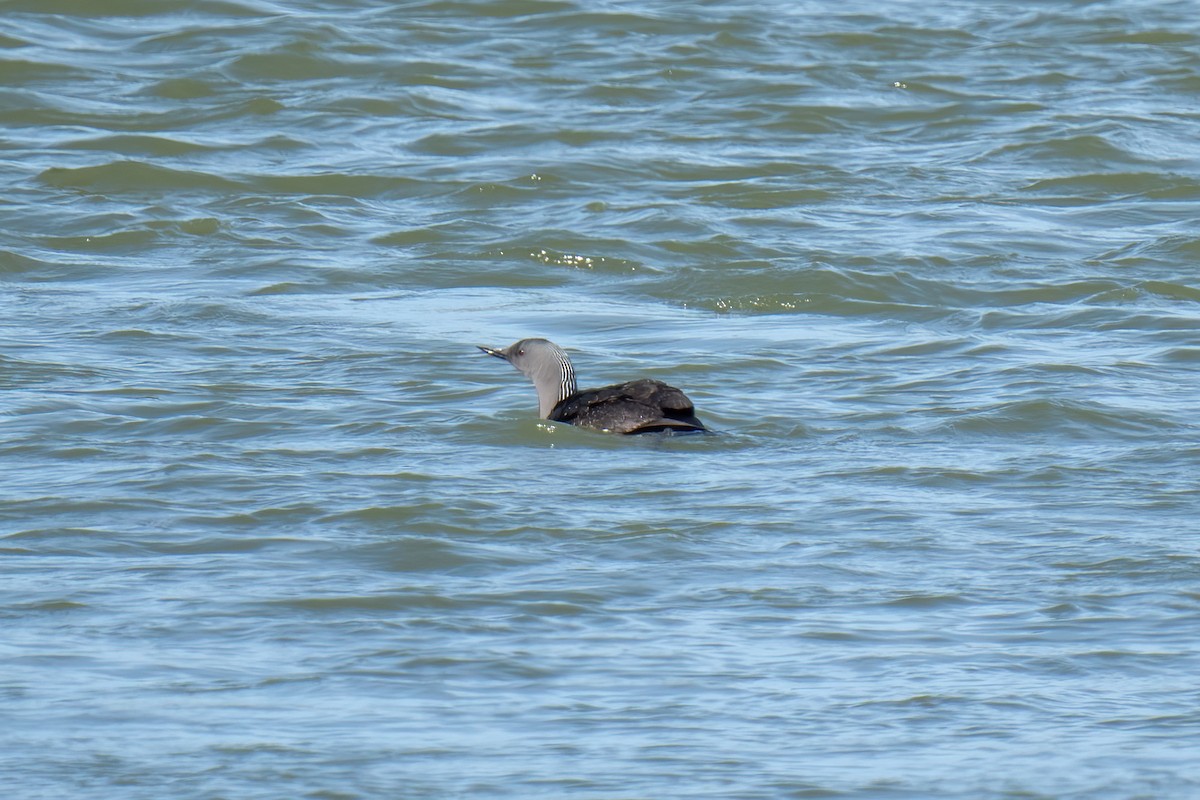 Red-throated Loon - ML620349514