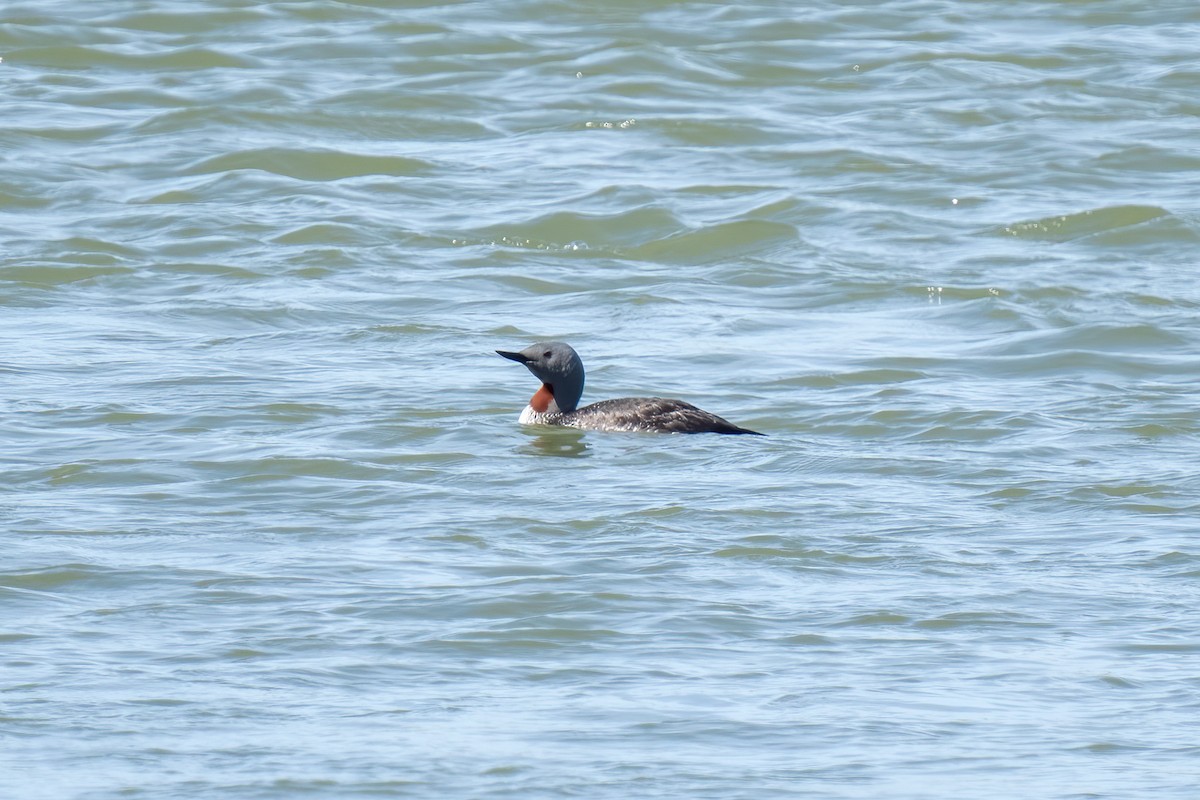 Red-throated Loon - ML620349515