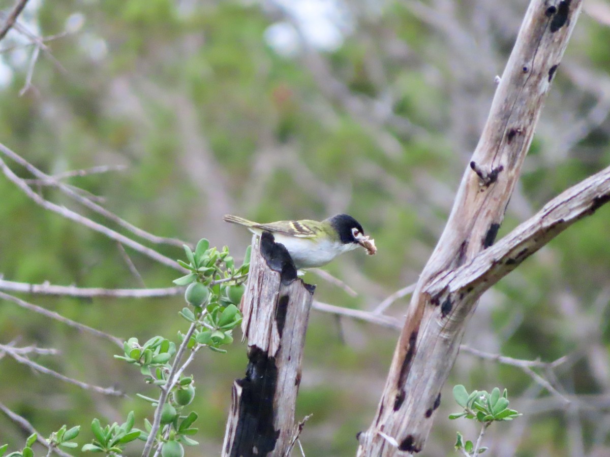 Vireo Cabecinegro - ML620349518