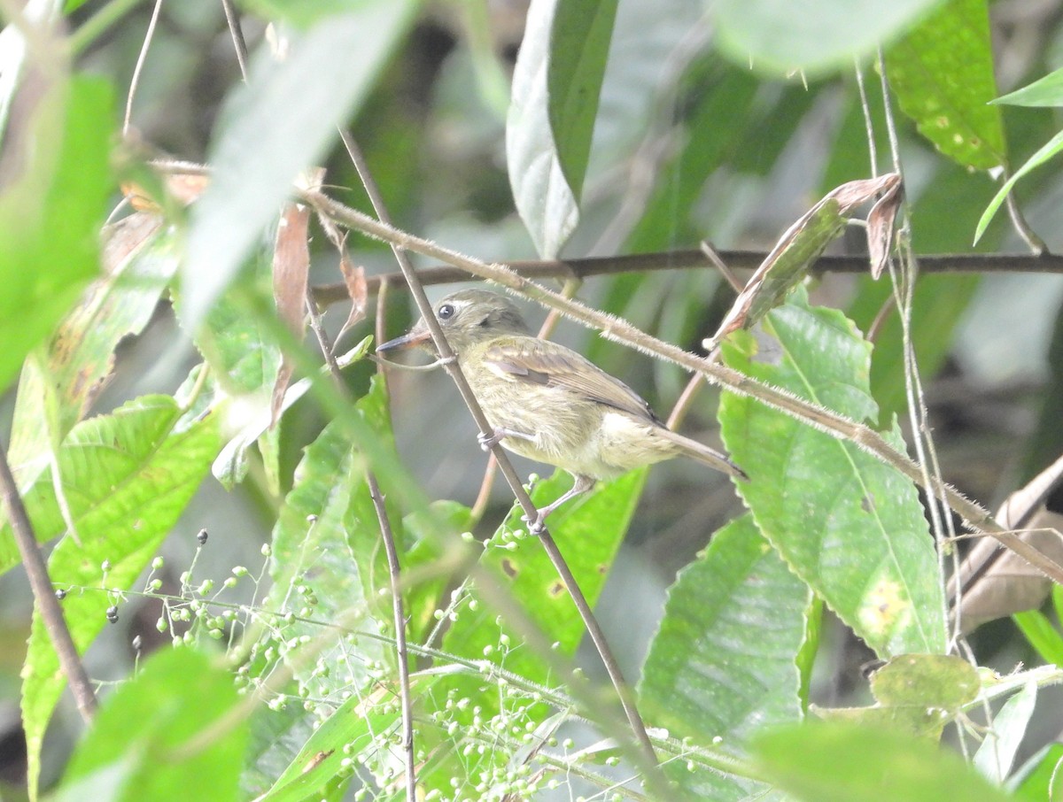 Olive-striped Flycatcher - ML620349519