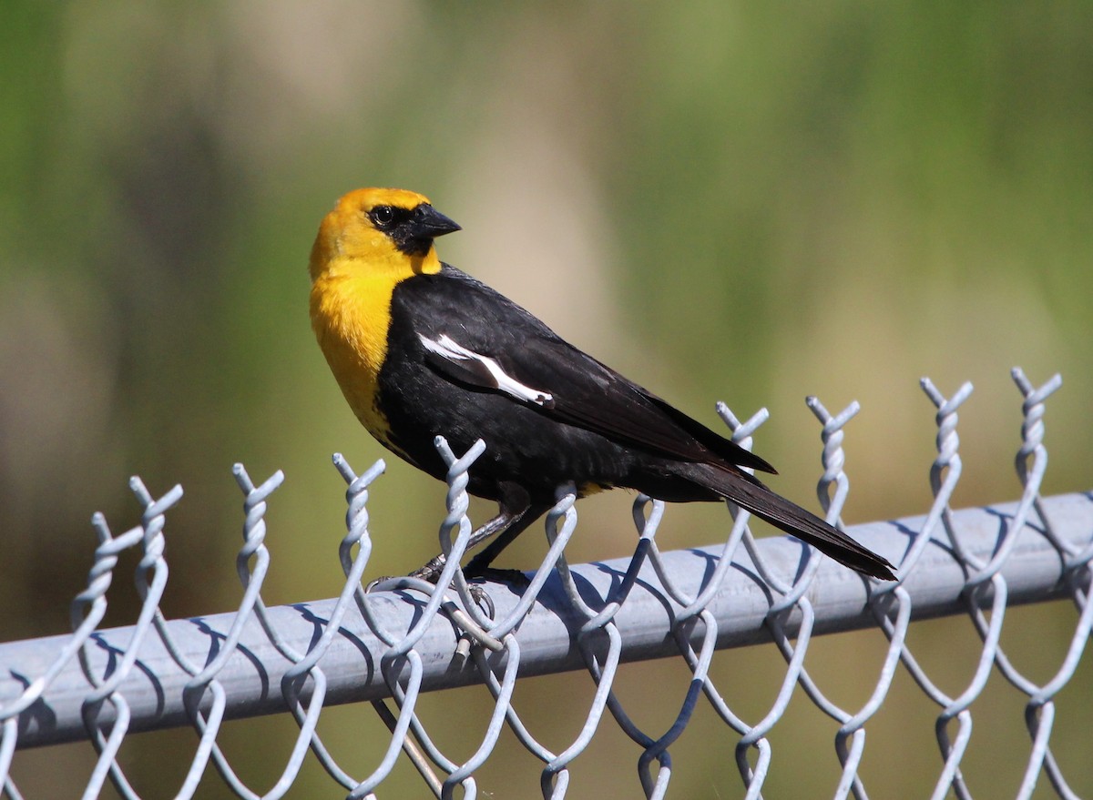 Yellow-headed Blackbird - ML620349528
